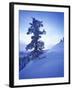 Tree on Snow Covered Hill-Jim Zuckerman-Framed Photographic Print