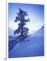 Tree on Snow Covered Hill-Jim Zuckerman-Framed Photographic Print