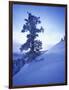 Tree on Snow Covered Hill-Jim Zuckerman-Framed Photographic Print