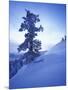 Tree on Snow Covered Hill-Jim Zuckerman-Mounted Photographic Print