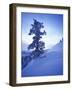 Tree on Snow Covered Hill-Jim Zuckerman-Framed Photographic Print