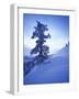 Tree on Snow Covered Hill-Jim Zuckerman-Framed Photographic Print