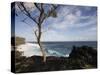 Tree on the Beach, Le Souffleur D'Arbonne, Le Baril, Reunion Island-null-Stretched Canvas