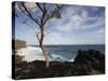 Tree on the Beach, Le Souffleur D'Arbonne, Le Baril, Reunion Island-null-Stretched Canvas