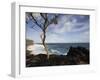 Tree on the Beach, Le Souffleur D'Arbonne, Le Baril, Reunion Island-null-Framed Premium Photographic Print