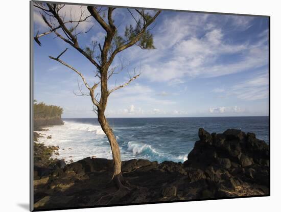 Tree on the Beach, Le Souffleur D'Arbonne, Le Baril, Reunion Island-null-Mounted Premium Photographic Print