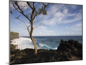 Tree on the Beach, Le Souffleur D'Arbonne, Le Baril, Reunion Island-null-Mounted Premium Photographic Print