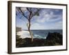 Tree on the Beach, Le Souffleur D'Arbonne, Le Baril, Reunion Island-null-Framed Photographic Print