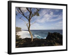 Tree on the Beach, Le Souffleur D'Arbonne, Le Baril, Reunion Island-null-Framed Photographic Print