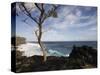 Tree on the Beach, Le Souffleur D'Arbonne, Le Baril, Reunion Island-null-Stretched Canvas