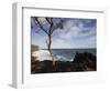 Tree on the Beach, Le Souffleur D'Arbonne, Le Baril, Reunion Island-null-Framed Photographic Print