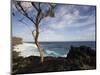 Tree on the Beach, Le Souffleur D'Arbonne, Le Baril, Reunion Island-null-Mounted Photographic Print