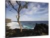 Tree on the Beach, Le Souffleur D'Arbonne, Le Baril, Reunion Island-null-Stretched Canvas