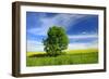 Tree on the Edge of a Rape Field in the Spring, Saalekreis, Saxony-Anhalt, Germany-Andreas Vitting-Framed Photographic Print