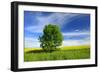 Tree on the Edge of a Rape Field in the Spring, Saalekreis, Saxony-Anhalt, Germany-Andreas Vitting-Framed Photographic Print