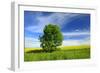 Tree on the Edge of a Rape Field in the Spring, Saalekreis, Saxony-Anhalt, Germany-Andreas Vitting-Framed Photographic Print