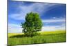 Tree on the Edge of a Rape Field in the Spring, Saalekreis, Saxony-Anhalt, Germany-Andreas Vitting-Mounted Photographic Print