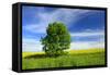 Tree on the Edge of a Rape Field in the Spring, Saalekreis, Saxony-Anhalt, Germany-Andreas Vitting-Framed Stretched Canvas