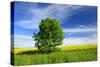 Tree on the Edge of a Rape Field in the Spring, Saalekreis, Saxony-Anhalt, Germany-Andreas Vitting-Stretched Canvas