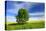 Tree on the Edge of a Rape Field in the Spring, Saalekreis, Saxony-Anhalt, Germany-Andreas Vitting-Stretched Canvas