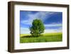 Tree on the Edge of a Rape Field in the Spring, Saalekreis, Saxony-Anhalt, Germany-Andreas Vitting-Framed Photographic Print