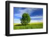 Tree on the Edge of a Rape Field in the Spring, Saalekreis, Saxony-Anhalt, Germany-Andreas Vitting-Framed Photographic Print