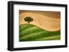 Tree on the hill-Marco Carmassi-Framed Photographic Print