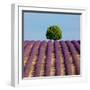 Tree on the Top of the Hill in Lavender Field-Nino Marcutti-Framed Premium Photographic Print