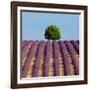 Tree on the Top of the Hill in Lavender Field-Nino Marcutti-Framed Photographic Print