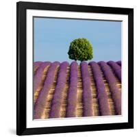 Tree on the Top of the Hill in Lavender Field-Nino Marcutti-Framed Photographic Print