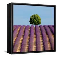 Tree on the Top of the Hill in Lavender Field-Nino Marcutti-Framed Stretched Canvas