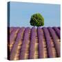Tree on the Top of the Hill in Lavender Field-Nino Marcutti-Stretched Canvas