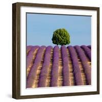 Tree on the Top of the Hill in Lavender Field-Nino Marcutti-Framed Photographic Print