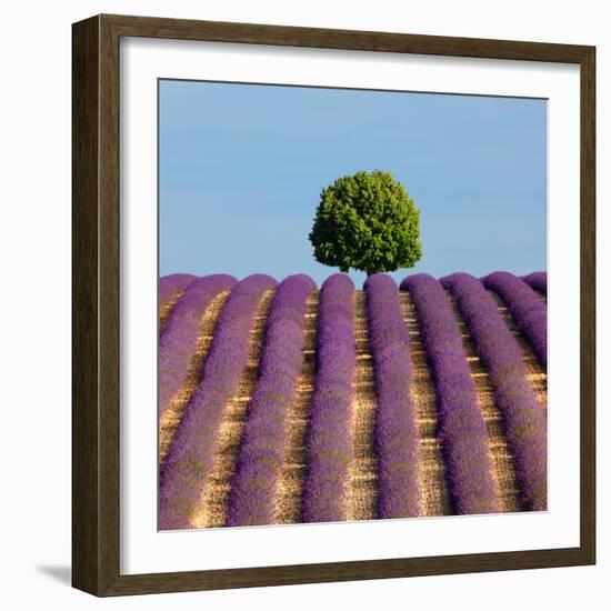 Tree on the Top of the Hill in Lavender Field-Nino Marcutti-Framed Photographic Print