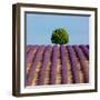 Tree on the Top of the Hill in Lavender Field-Nino Marcutti-Framed Photographic Print