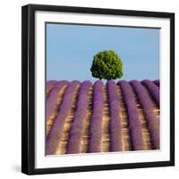 Tree on the Top of the Hill in Lavender Field-Nino Marcutti-Framed Photographic Print