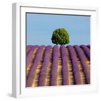 Tree on the Top of the Hill in Lavender Field-Nino Marcutti-Framed Photographic Print