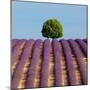 Tree on the Top of the Hill in Lavender Field-Nino Marcutti-Mounted Photographic Print