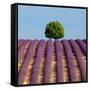 Tree on the Top of the Hill in Lavender Field-Nino Marcutti-Framed Stretched Canvas