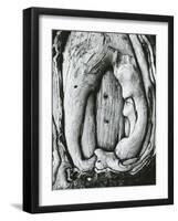 Tree, Oregon, 1971-Brett Weston-Framed Photographic Print