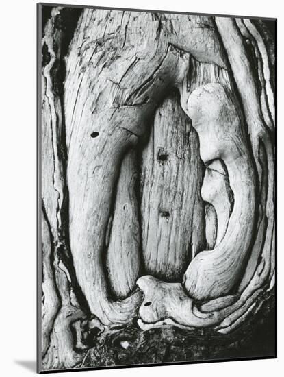 Tree, Oregon, 1971-Brett Weston-Mounted Photographic Print