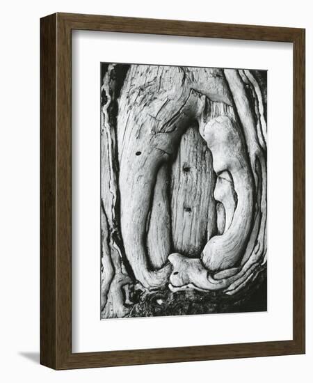 Tree, Oregon, 1971-Brett Weston-Framed Photographic Print