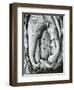 Tree, Oregon, 1971-Brett Weston-Framed Photographic Print