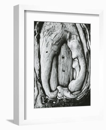 Tree, Oregon, 1971-Brett Weston-Framed Photographic Print