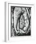 Tree, Oregon, 1971-Brett Weston-Framed Premium Photographic Print