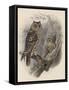 Tree Owls 1902-Vintage Apple Collection-Framed Stretched Canvas