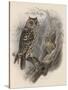 Tree Owls 1902-Vintage Apple Collection-Stretched Canvas