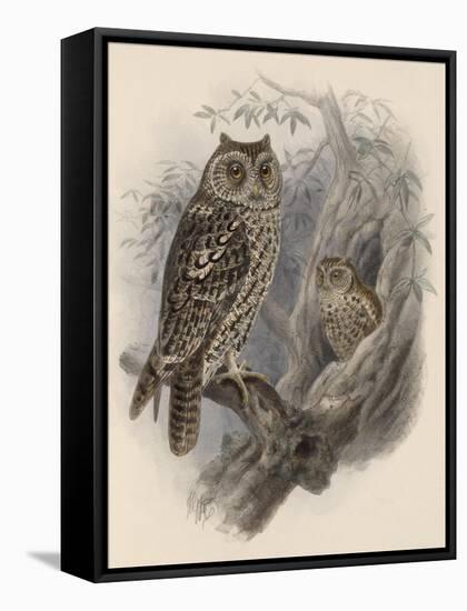 Tree Owls 1902-Vintage Apple Collection-Framed Stretched Canvas