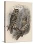 Tree Owls 1902-Vintage Apple Collection-Stretched Canvas