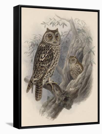 Tree Owls 1902-Vintage Apple Collection-Framed Stretched Canvas